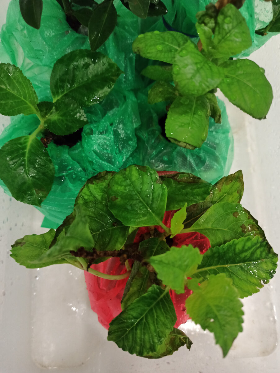 Это три сорта крупнолистных гортензий в начале марта. Сразу после покупки посажены в грунт. За сезон успели заметно подрасти и зацвести (Фото автора)