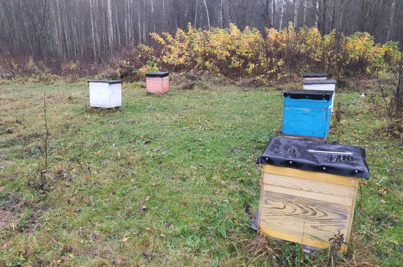 Ульи в ноябре на пасеке.
