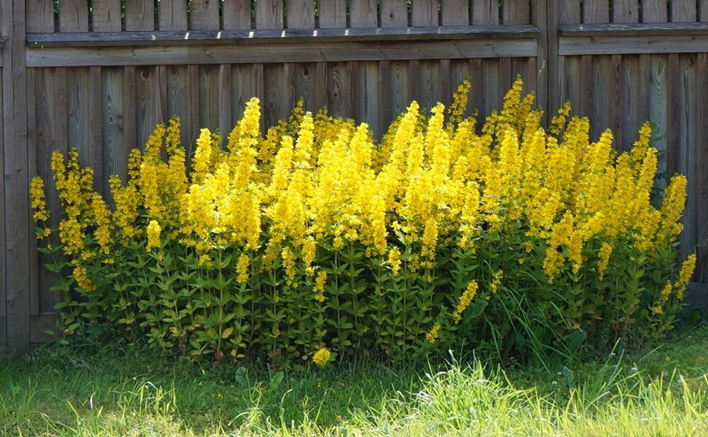 Желтые цветы для дачи. Вербейник точечный (Lysimachia punctata). Вербейник желтый многолетник. Вербейник Лизимахия. Вербейник Хоумтаун.