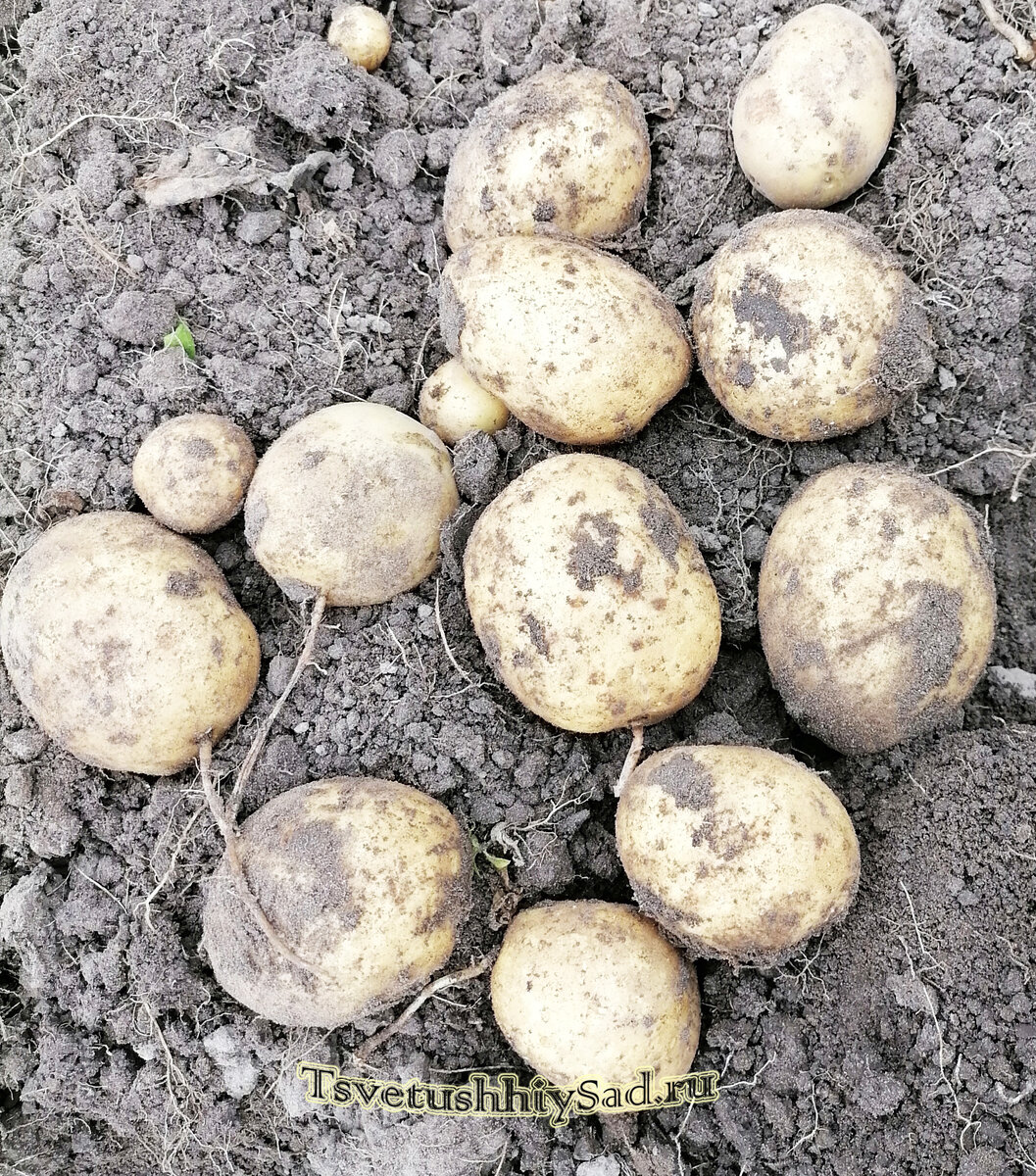 Картофель вырос достаточно крупный, в среднем в каждой лунке по 10-13 штук и немножко мелочи.