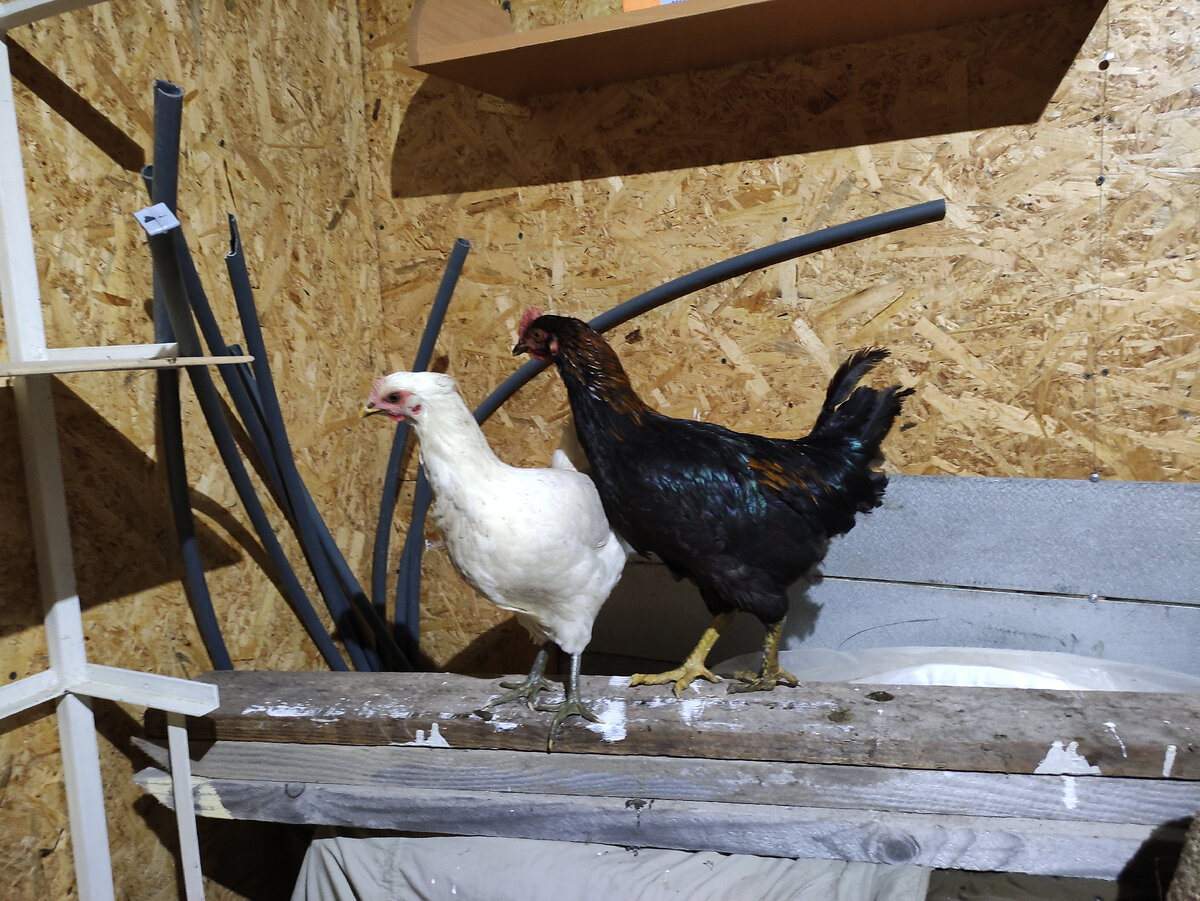 Пушинка и Чернушка