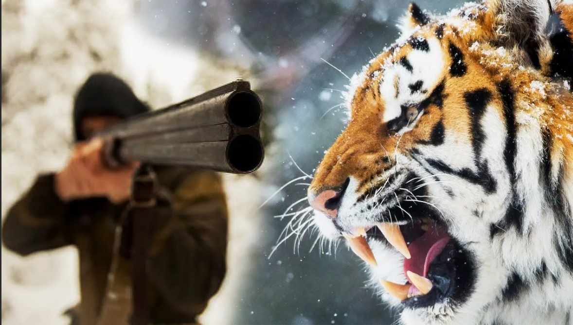 Недавно Николай заметил на своих охотничьих угодьях в тайге новую тигрицу с двумя детенышами. Она пришла рожать свое потомство в спокойное место, где мало хищников.