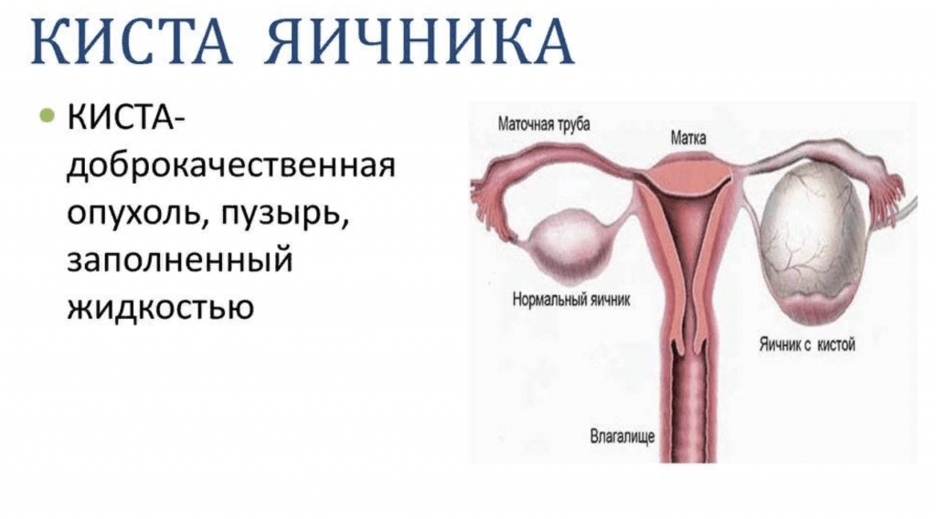 Репродуктивная система самки | Библиотека EVC