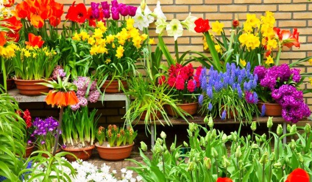 Фото:https://ogrod-online.pl/twoj-balkon-piekny-caly-rok/