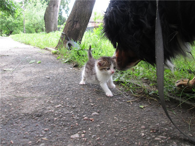 Кошка тащит котенка. Кошка несёт котёнка за шкирку. Кошка таскает котят. Собака тащит кота за шкирку. Собака несет кошку.