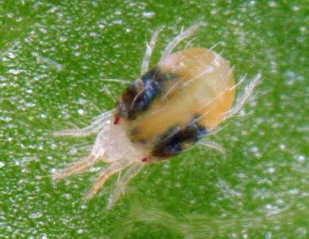 Прозрачный клещ 