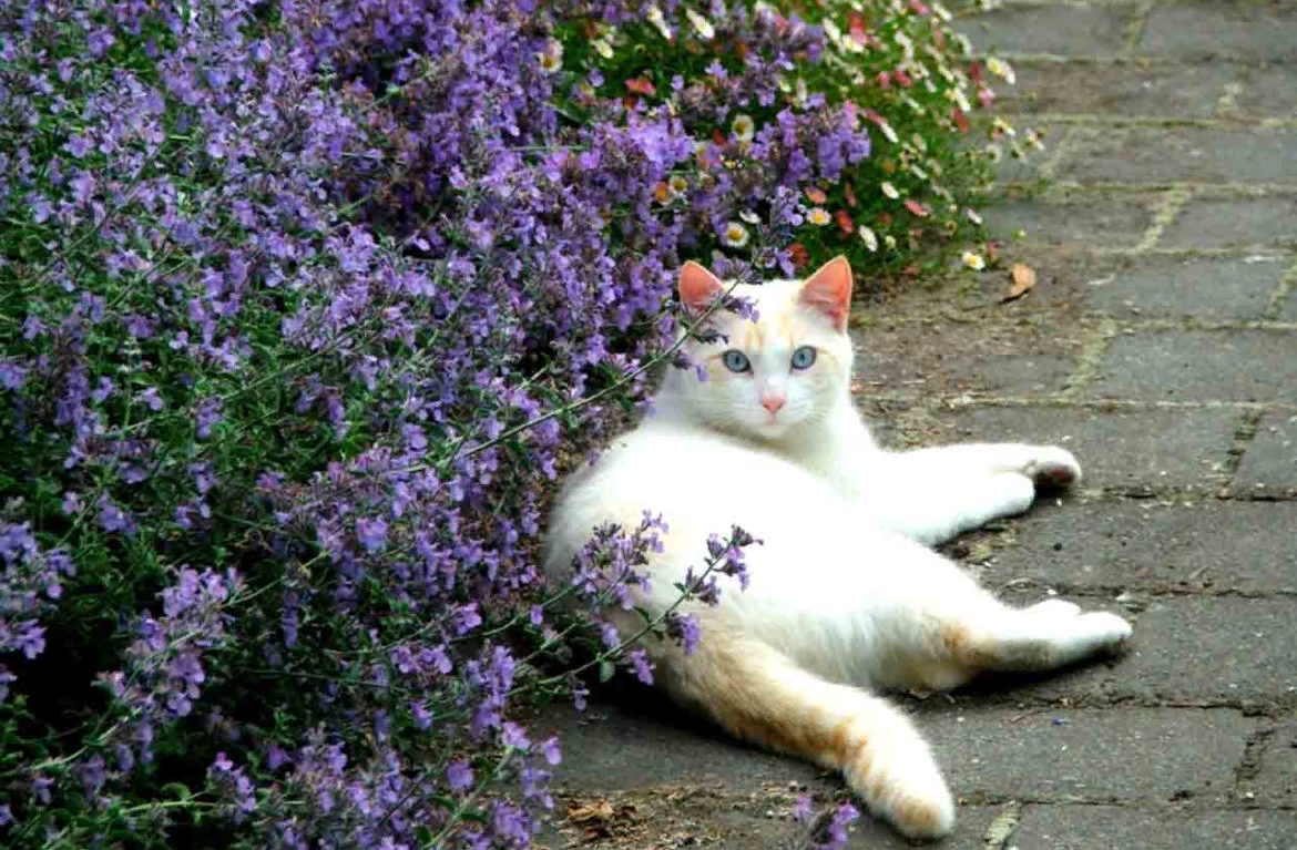 Кошка мята. Котовник Кошачья мята. Котовник кошачий (Nepeta cataria). Котовник кошачий (Nepeta cataria l.). Котовник Фассена с котом.