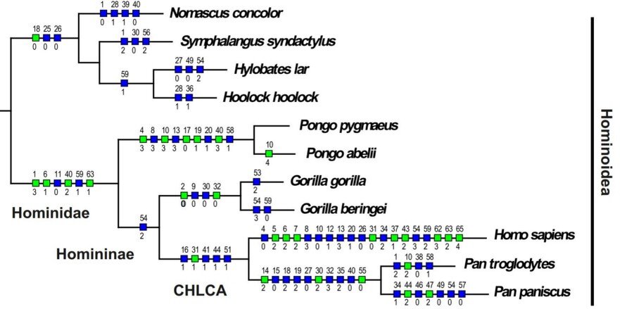 Различия гоминоидов по 65 ключевым характеристикам, наложенным на генеалогическое древо человекообразных. Источник: Pavel Duda, Jan Zrzavy «Evolution of life history and behavior in Hominidae: Towards phylogenetic reconstruction of the chimpanzee — human last common ancestor»