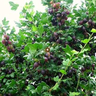 Куст крыжовника Черномор.