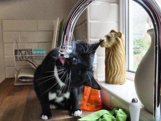  Photo by domfell on Foter.com / CC BY