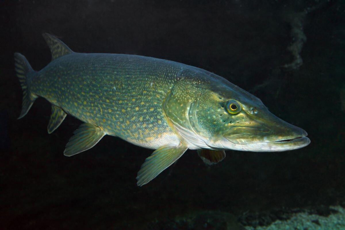 Big north. Știucă Esox Lucius. Pike Underwater
