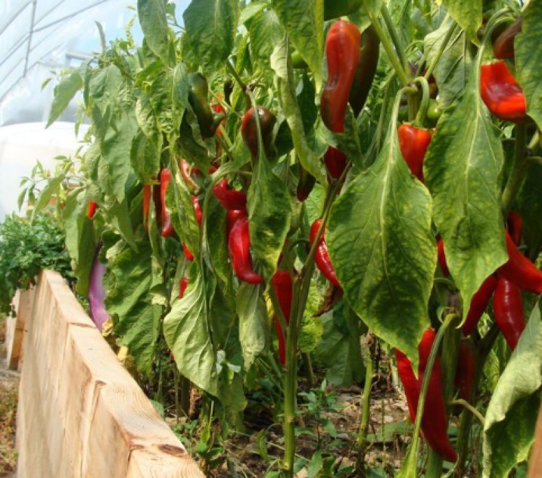 фото с сайтa agronomu.com