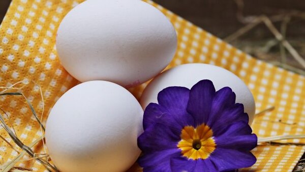 Яйца — вредны или полезны?