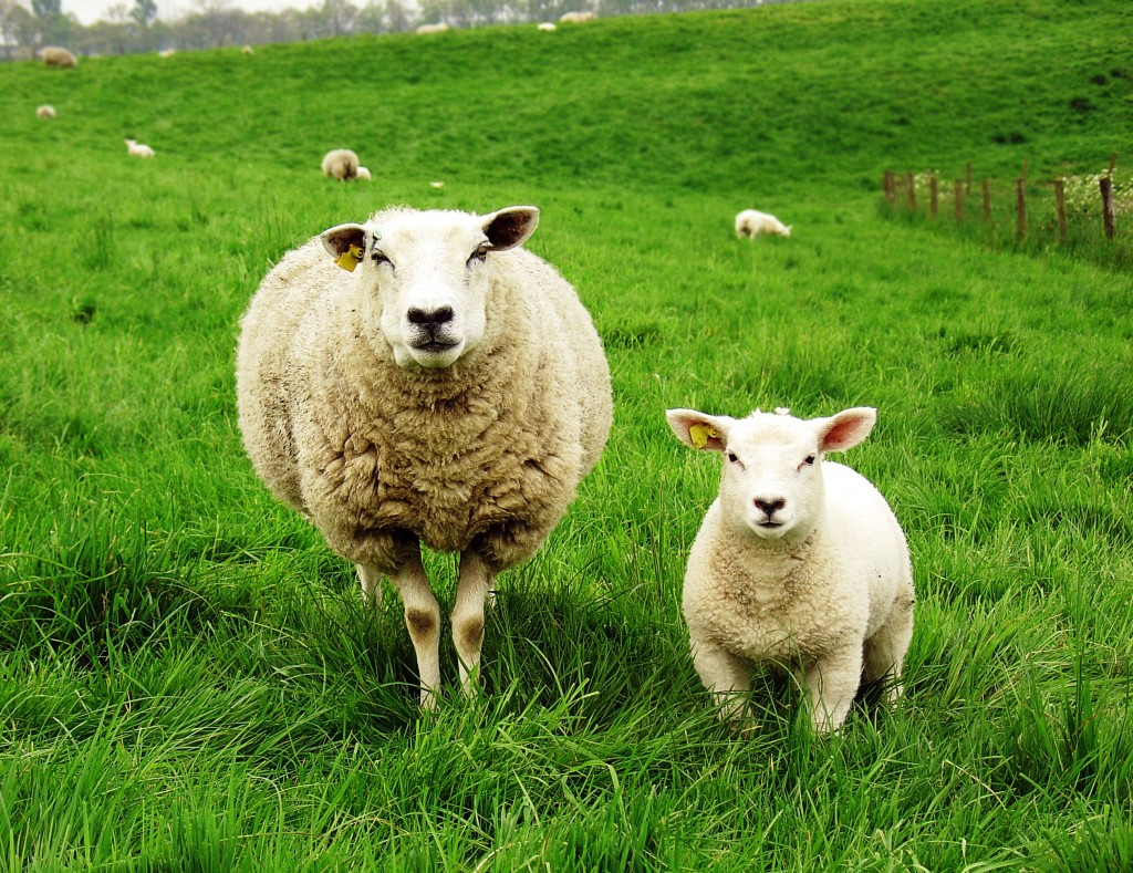 Мастер-класс Поделка изделие Новый год Плетение Овцы и козы Бумага Трубочки бумажные