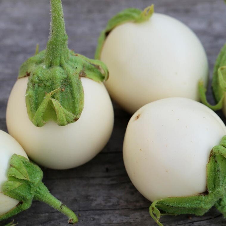 Eggplant