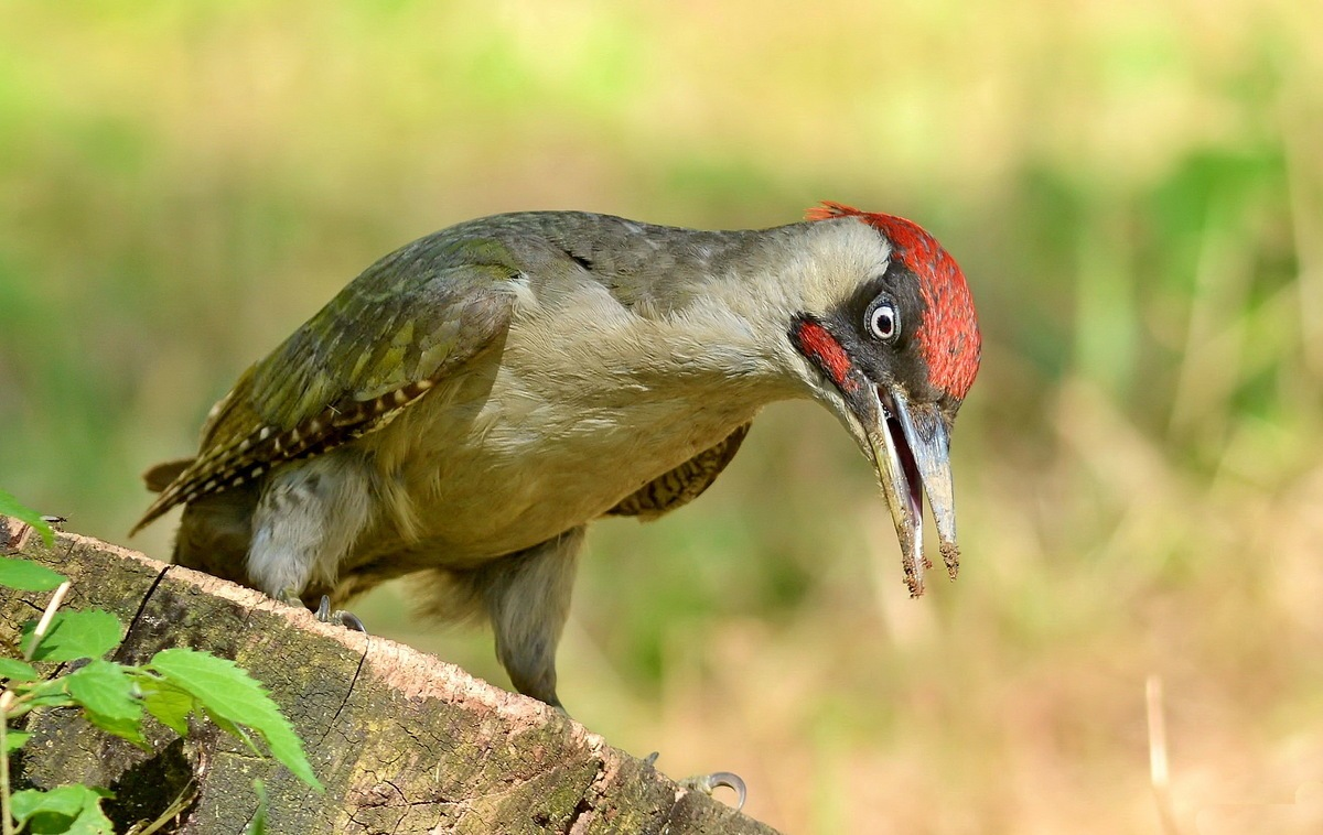 Нет, это не мы обдолбались, этот дятел и вправду зелёный! 