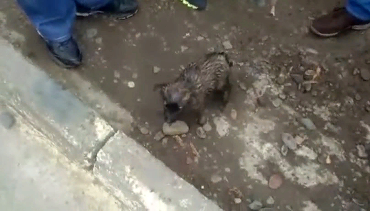 Щенки все время во что-то "влипают". Вот этого деятеля, например, спасали из септика - чуть не утонул в канализации. 