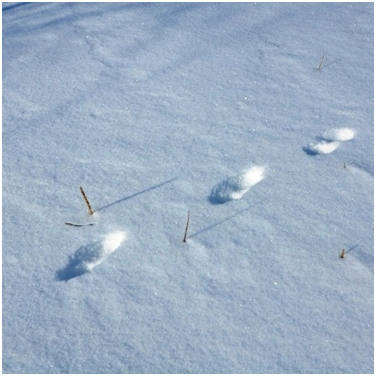 Здесь -  соболь на открытом. На  проходе или в опасении. Где соболь слушает – там он троит, шагает, сидит, лежит. Это найдете сами.