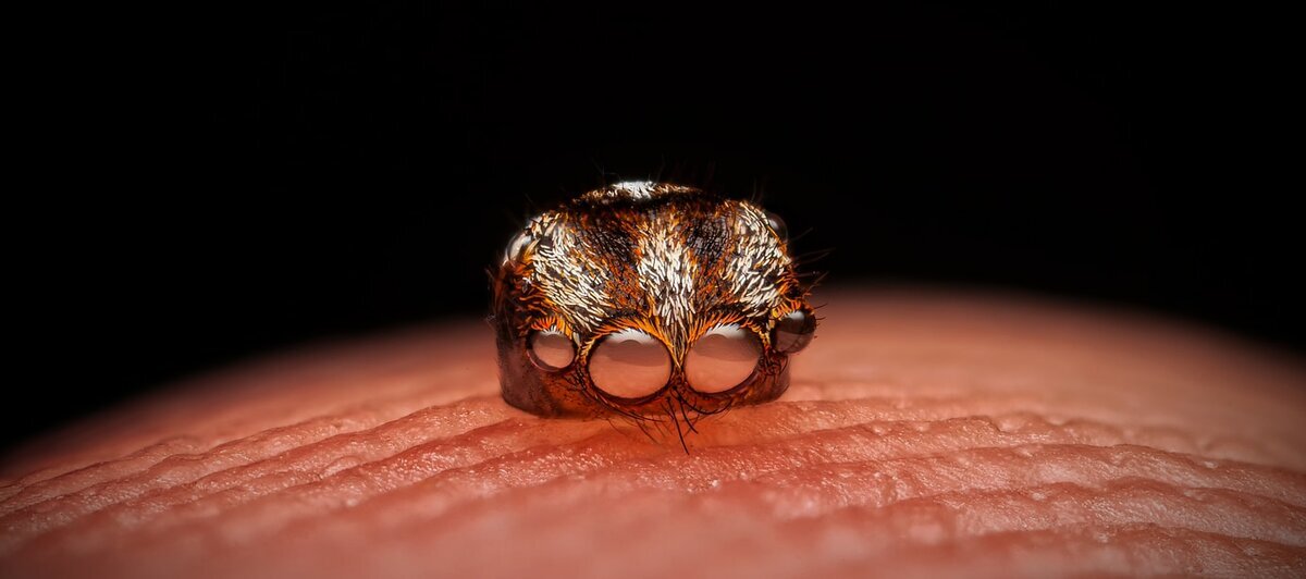 Паук-павлин элегантно выскальзывает из своего экзоскелета, оставляя богато украшенный головной убор нетронутым.Адам Флетчер