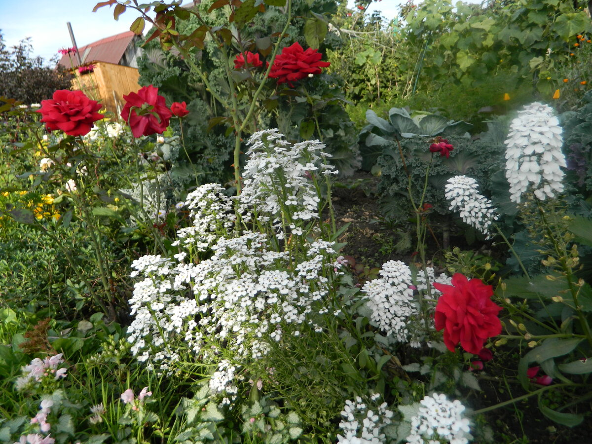 Продолжают цвести однолетники