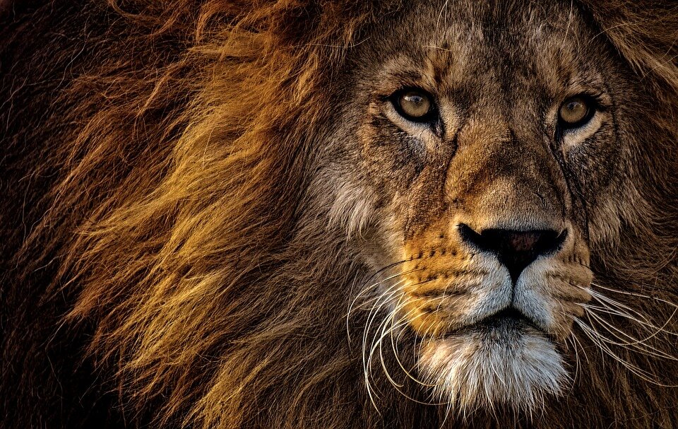 https://pixabay.com/photos/lion-predator-dangerous-mane-3576045/