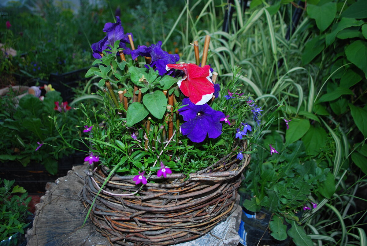 Наша клумба