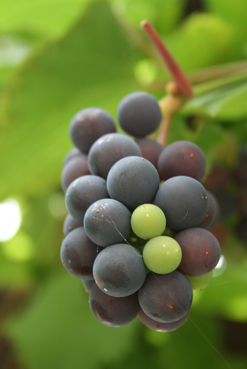 Вот такой виноградик (Из личного архива)