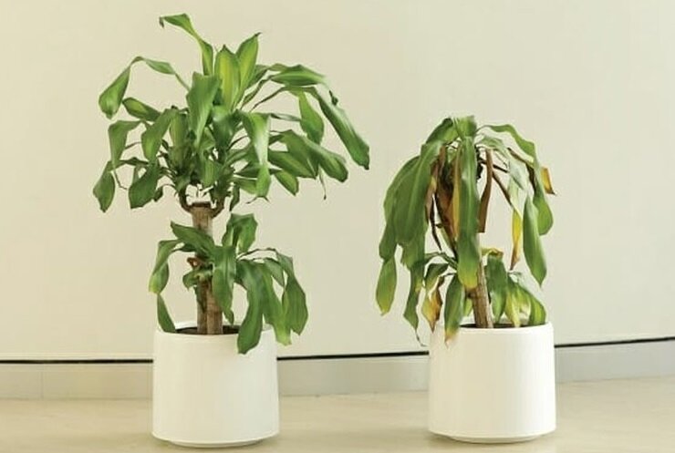 Эксперимент по энергетическому воздействию силы слова на комнатные растения