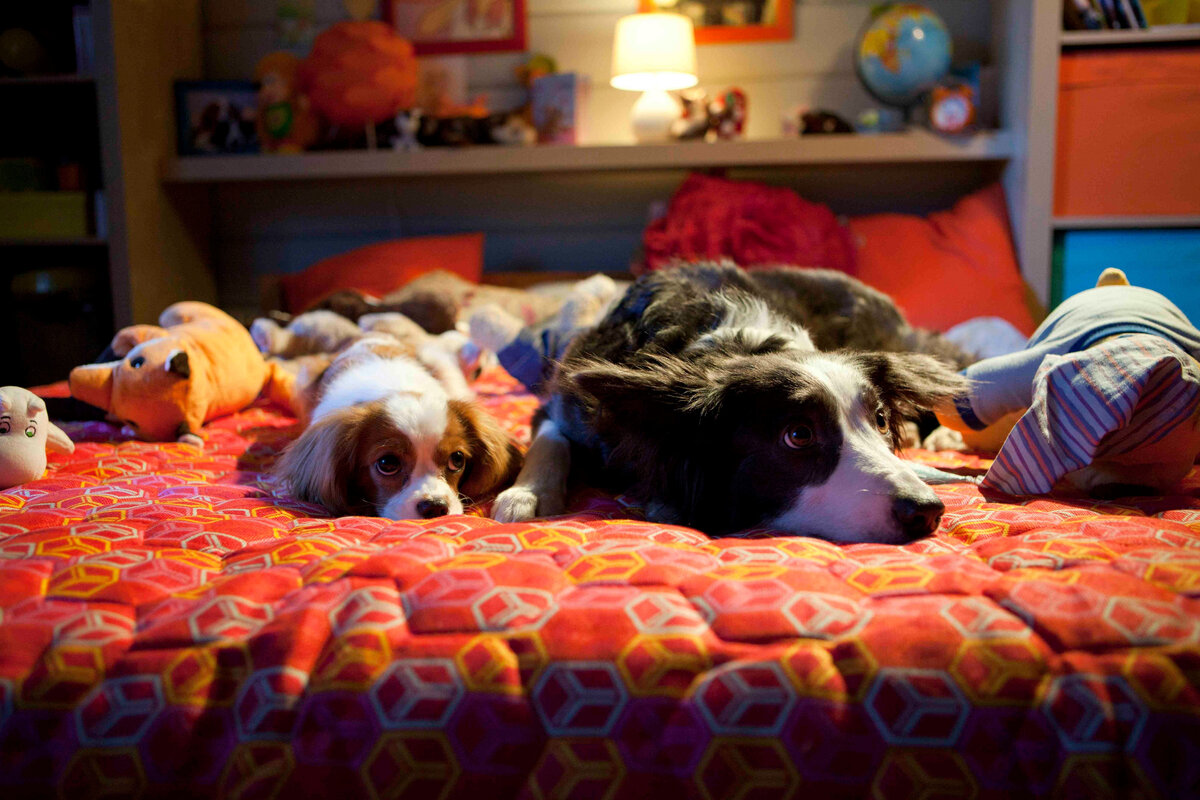 Собаки из фильма "Ёлки лохматые"