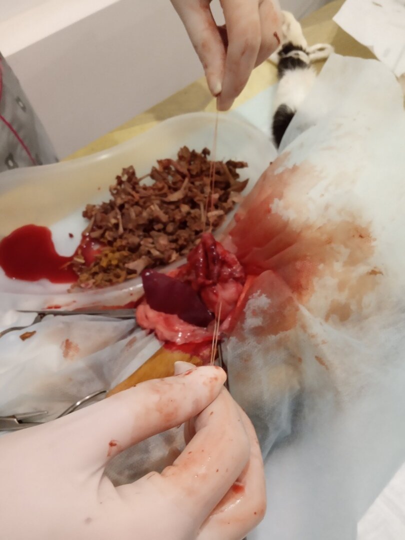 Спасая кошку от верной смерти. На фото мелкие косточки.