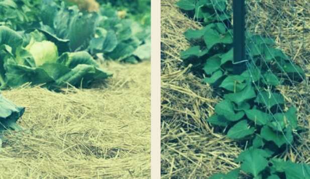 Укрытие из соломы