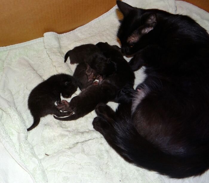 Это моя красотка , с приплодом.. )