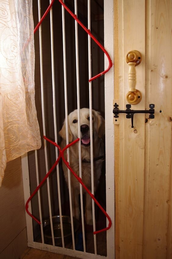 Лабрадор в вольере