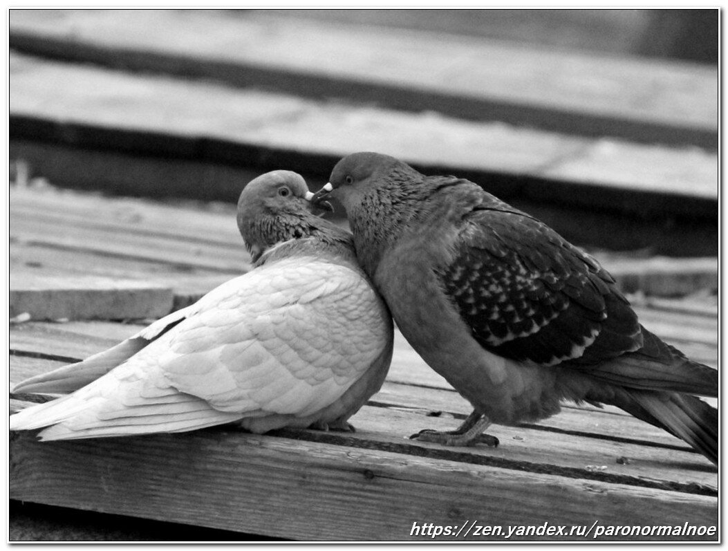 Источник фото: https://yandex.uz/collections/card/5b7efd115b4aaa0089e16ddb/