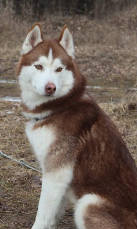 Даня молодой кобель.ходит в упряжке 3 года