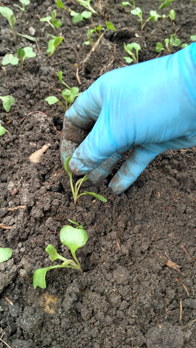 Капусту пикируют на расстоянии 3-4 см друг от друга