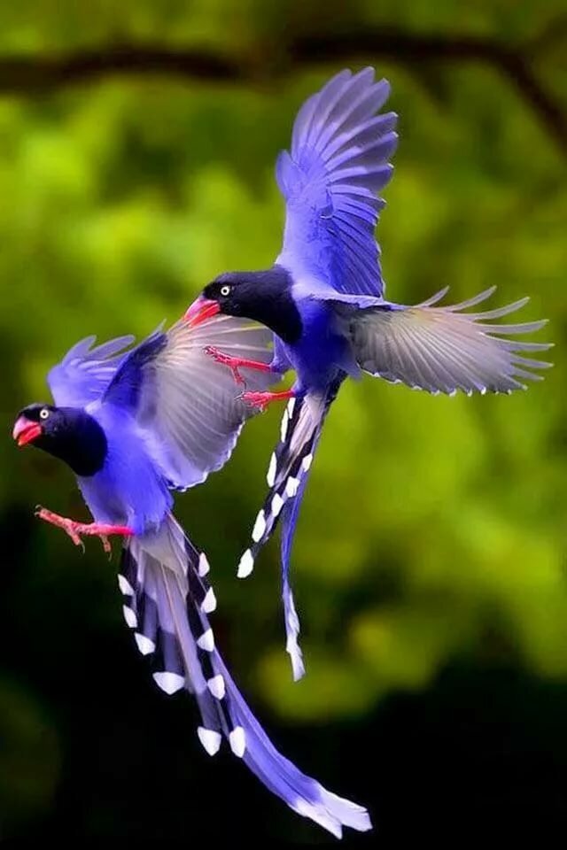 синяя райская птица