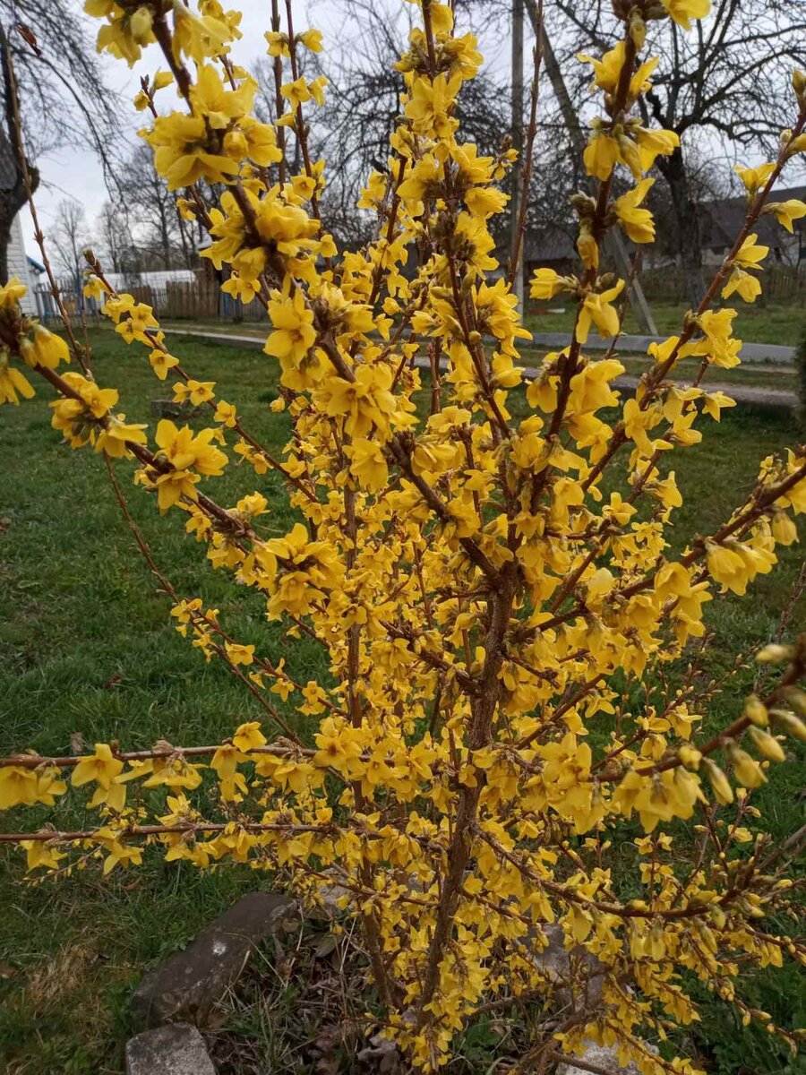 Форзиция промежуточная (Forsythia Intermedia Lynwood c2