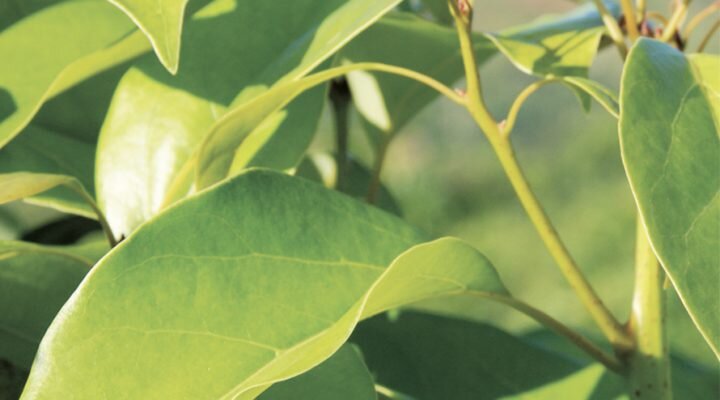 Источник фото: pranarom.com