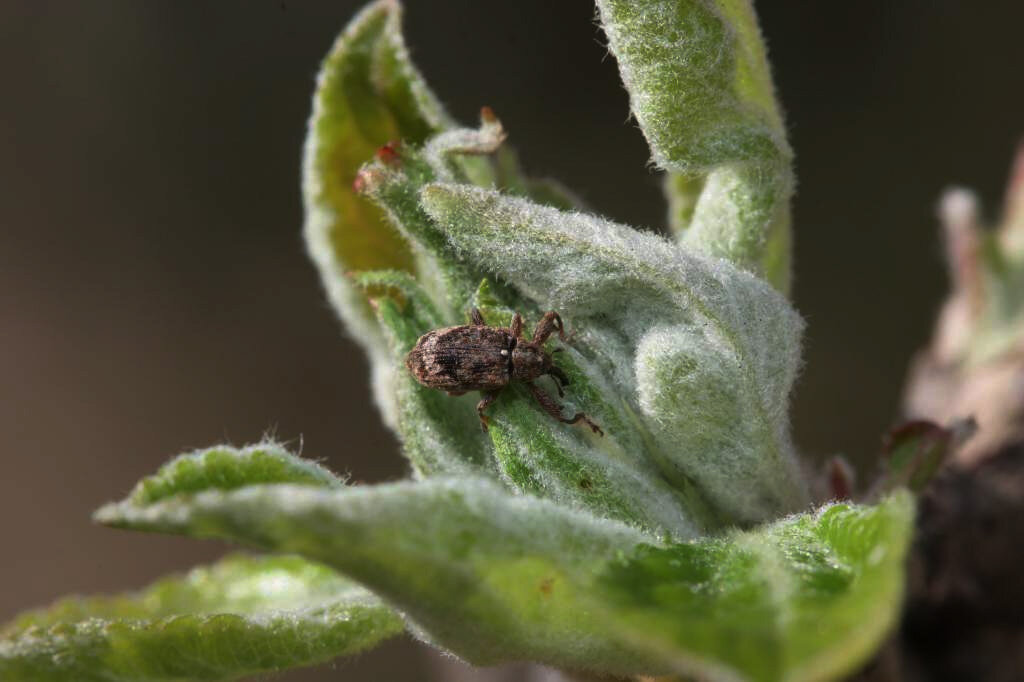 Яблонный цветоед - главный враг урожая
