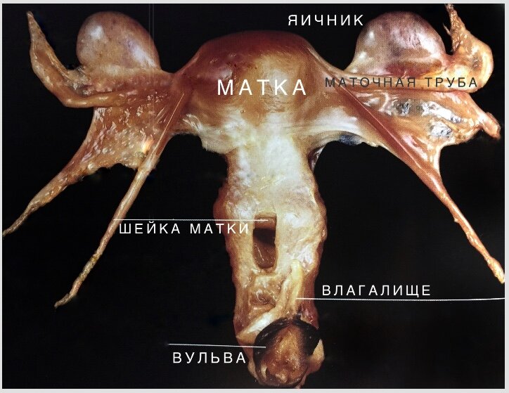 Анатомический макропрепарат женской репродуктивной системы