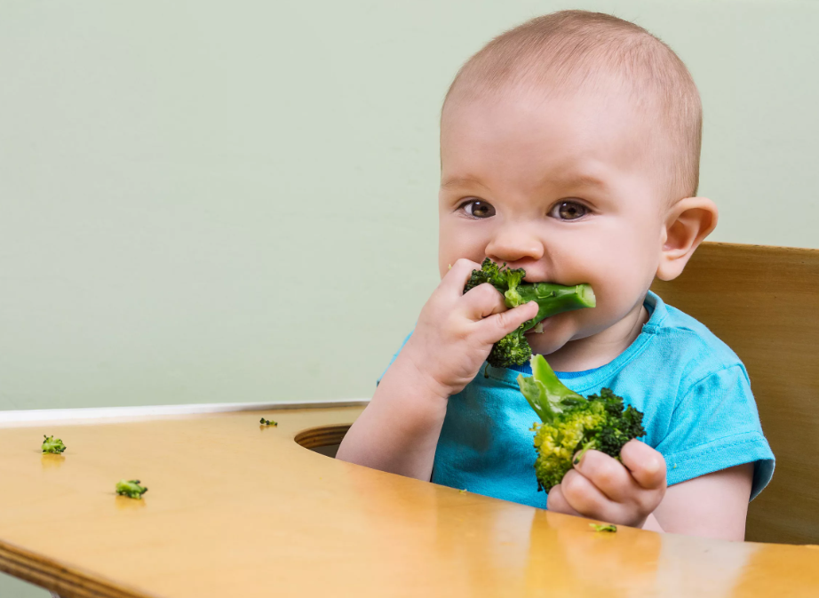 Weaning food. BLW. Child eating Broccoli disgusted.