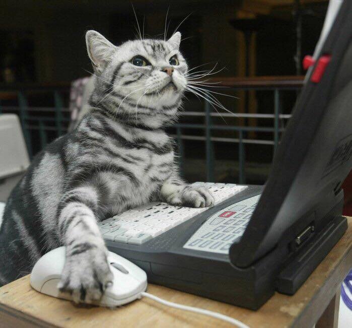 Источник: https://perezhilton.com/hacker-leaves-japan-police-a-cat/