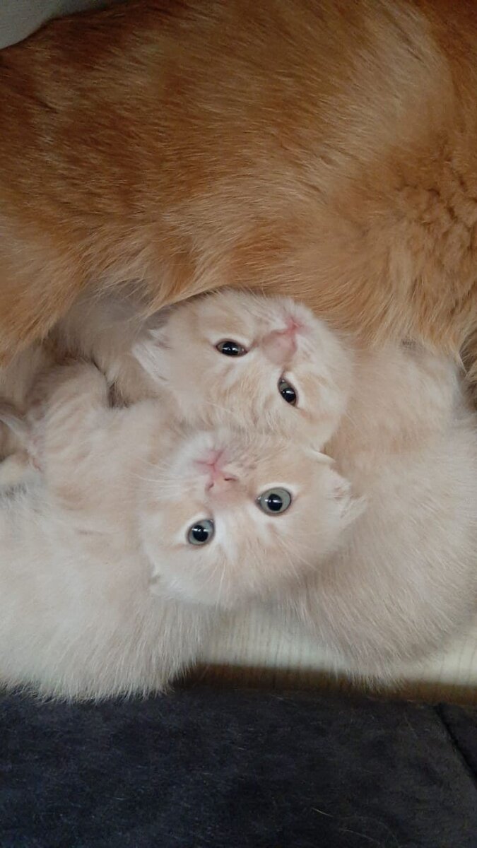 Васильевичи)