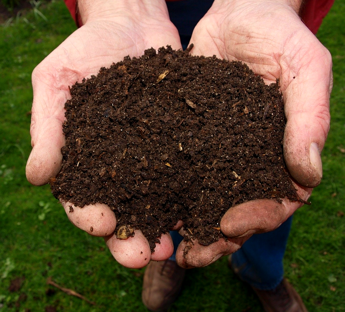 Именно компост принимает непосредственное участие в процессе обогащения грунта аминокислотами, а также в аэрации и ферментации.