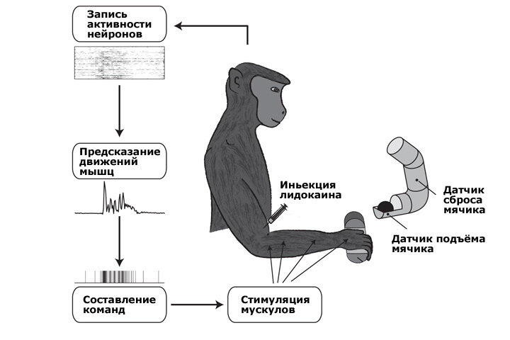 Взят из интернета