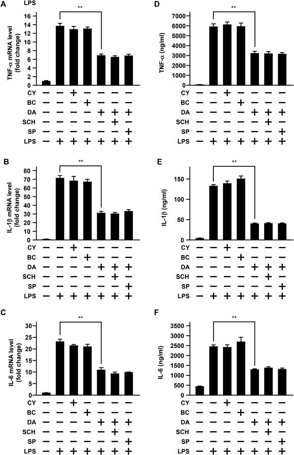 2. Независимое от рецептора дофамина ингибирование дофамином индуцированной ЛПС экспрессии мРНК цитокинов в клетках BV-2
(A-F) клетки BV-2 обрабатывали 30 мкм CY 208-243 (CY) или 30 мкм бромокриптином (BC) в течение 24 ч. Также другие клетки BV-2 обрабатывали в течение 24 ч 30 мкм дофамином (DA) в отсутствие или присутствии 30 мкм SCH-23390 (SCH) или 30 мкм сульпирида (SP). Затем клетки обрабатывали 10 мкг / мл ЛПС в течение 9 ч. (А–В) уровни мРНК ФНО-α (А), Ил-1β (Б) и ИЛ-6 (в) исследовали методом РТ-ПЦР в реальном времени. Уровни мРНК цитокинов нормализовались до уровня мРНК β-актина и экспрессировались как относительные к контрольному уровню, который произвольно устанавливался как “1,0."Результаты показывают среднее значение ± S. E. M. полученные из 3 независимых экспериментов и были проанализированы с использованием односторонней ANOVA с последующим HSD-тестом Tukey's post hoc. ** P (D–F) уровни TNF-α (D), IL-1β (E) и IL-6 (F) в супернатанте культуры были измерены методом ИФА. Результаты показывают среднее значение ± S. E. M., полученное из 4 независимых экспериментов,и были проанализированы с помощью односторонней ANOVA с последующим HSD-тестом Tukey's post hoc. ** P
