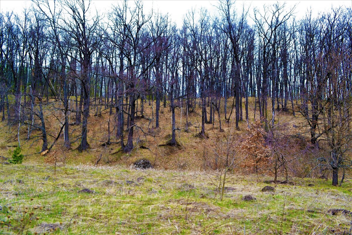 Мощные корни деревьев выступают над склоном, создается впечатление, что сказочный лес поднялся и пошёл куда-то, а на этом склоне присел отдохнуть.