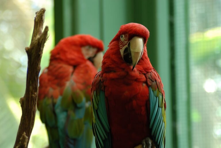 Известны своей интеллектуальной способностью