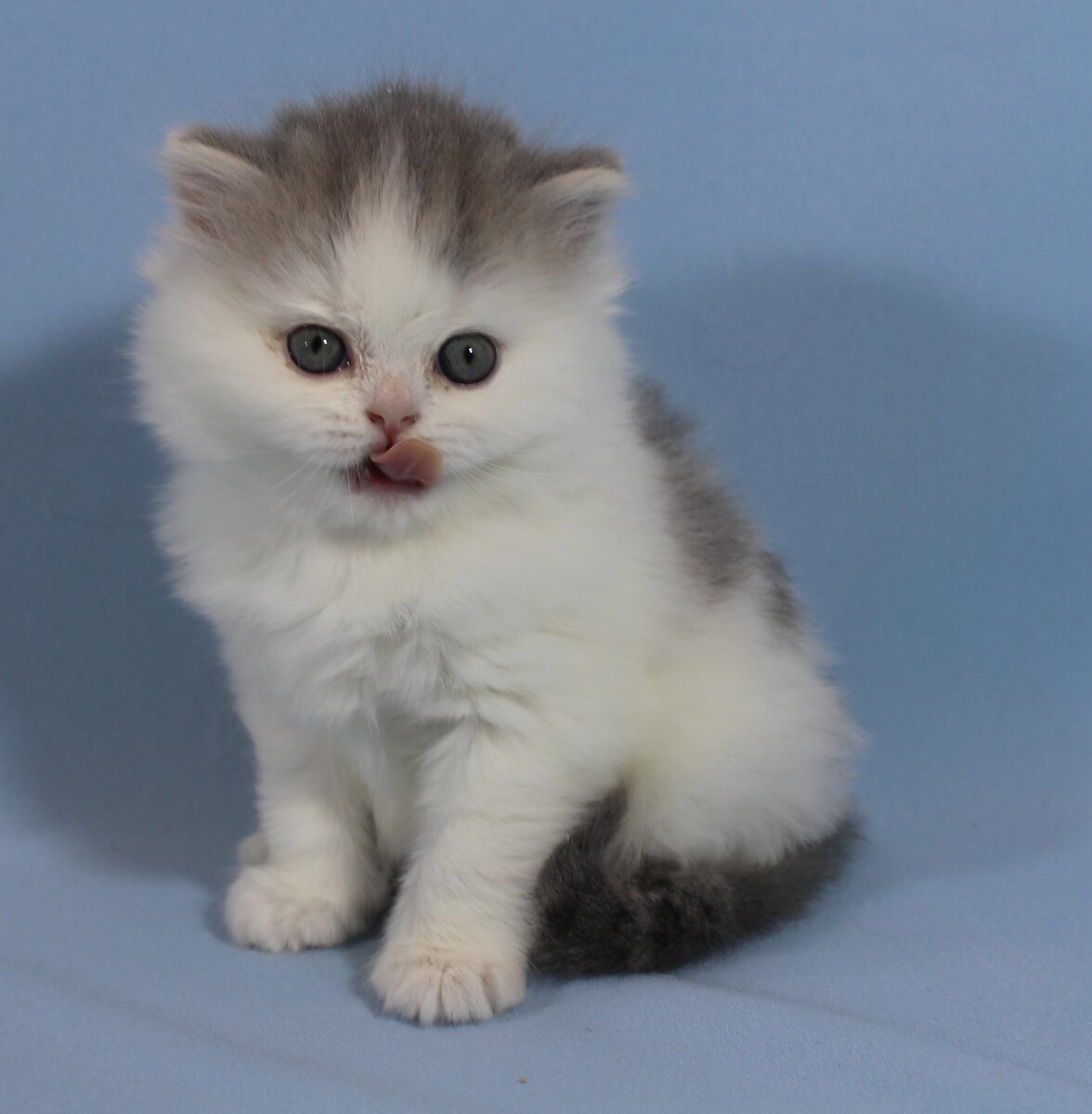 Шотландский вислоухий котенок